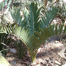 E. cupidus