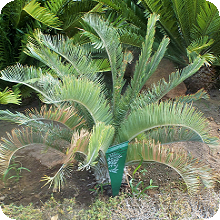E. ngoyanus