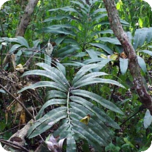 S. eriopus